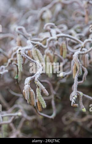 Corylus avellana Contorta, Korkenzieher Hasel, Harry Lauders Gehstock, Laubstrauch, stark verdrehte Äste, frostbedeckter Anhänger männliche Catki Stockfoto