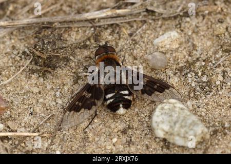 Natürliche Nahaufnahme einer seltenen und farbenfrohen Bienenfliege, Thyridanthrax fenestratus, der mit ausgebreiteten Flügeln auf dem Boden sitzt Stockfoto