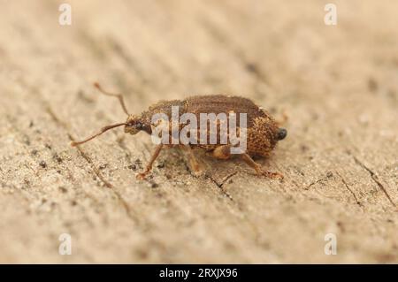 Detaillierte Nahaufnahme einer kleinen europäischen Käfer-Art, Strophosoma capitatum, die auf Holz sitzt Stockfoto