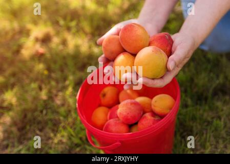 Farmerin mit einer Handvoll geernteter, reifer Bio-Aprikosen-Früchte in Kulturplantagen, Handarbeit, die geerntete Früchte in einen Plastikeimer gibt, Sel Stockfoto