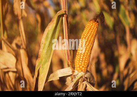 Gezüchteter reifer Mais auf dem Maiskolben auf dem zur Ernte bereiten Kulturfeld, selektiver Fokus Stockfoto