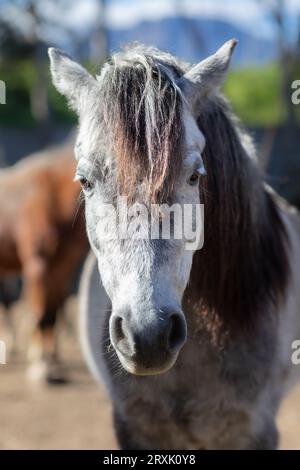 In einem Nahbild ein grauer Pferdekopf, der auf die Kamera schaut Stockfoto