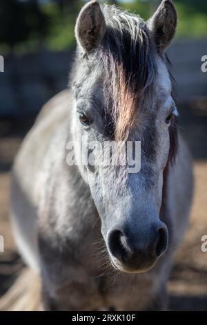 In einem Nahbild ein grauer Pferdekopf, der auf die Kamera schaut Stockfoto