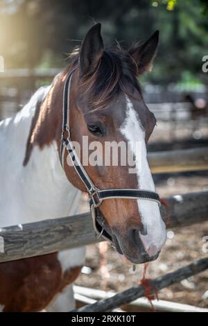 In Nahaufnahmen ein markantes Pinto-Pferd in einem schwarzen Halfter Stockfoto