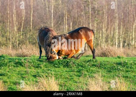 Zwei kämpfende braune Exmoor Ponys, vor einem Wald- und Schilfhintergrund. Beißen, Aufziehen und Schlagen. Herbstfarben im Winter. Niederlande Stockfoto