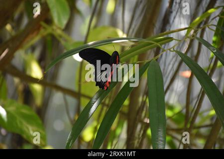 Scharlachroter Schmetterling auf einem Blatt in einem üppigen Frühlingsgarten. Stockfoto