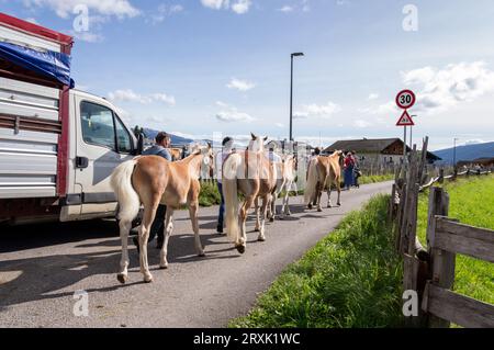 Haflingerparade der Pferde Stockfoto