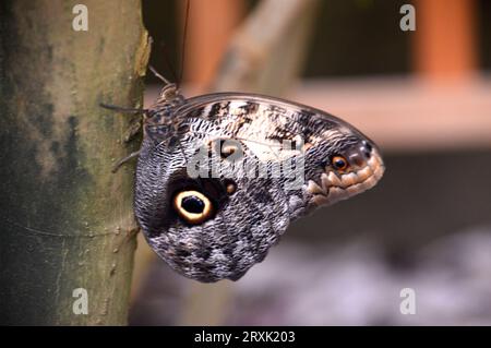 Rieseneule Schmetterling „Caligo Telamonius Memnon“ auf der Butterfly Farm in Stratford-upon-Avon, Warwickshire, West Midlands, England, Großbritannien Stockfoto