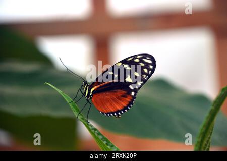 Tigerwing mit Cremeflecken „TithoreaTtarricina“ auf der Butterfly Farm in Stratford-upon-Avon, Warwickshire, West Midlands, England, Großbritannien Stockfoto