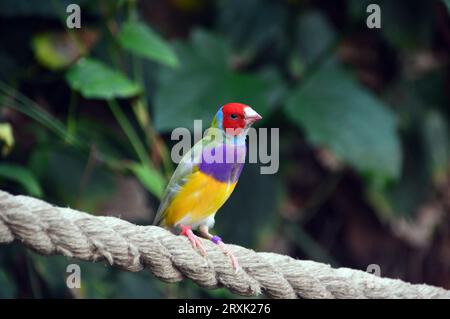 Farbenfroher Gouldian Finch (Erythrura Gouldiae) Vogel auf der Butterfly Farm in Stratford-upon-Avon, Warwickshire, West Midlands, England, Großbritannien Stockfoto