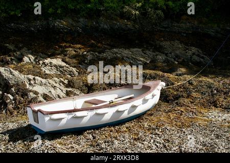 Weißes Ruderboot fuhr am mit Seegras bedeckten Strand in Cornwall, England, Großbritannien. Stockfoto