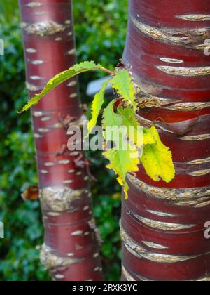 Naturnahes, halbabstraktes Pflanzenporträt von Prunus Serrula glühender Rinde im Spätsommer Stockfoto