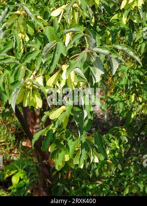 Natürliches Gartenbaumporträt von Acer griseum, Paperrindenahorn, in herrlicher Spätsommersonne Stockfoto