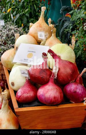 RHS Goldmedaille für Gemüse für alle Jahreszeiten.Zwiebeln, die von W Robinson (Seeds and Plants) Ltd. Angebaut werden Die dreitägige Malvern Autumn Show auf dem Three Counties Showground, Malvern, Worcestershire, England, Großbritannien. Stockfoto