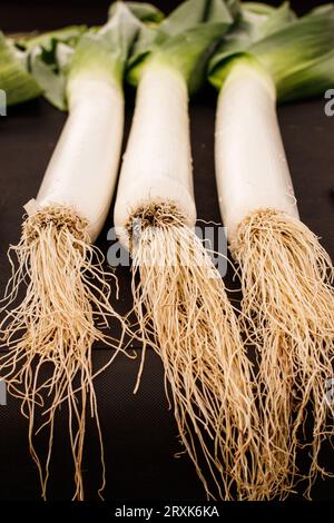 Erster Preis: Leeks Grow by Paul Grimes auf der Malvern Herbstshow. Die dreitägige Malvern Autumn Show auf dem Three Counties Showground, Malvern, Worcestershire, England, Großbritannien. Stockfoto