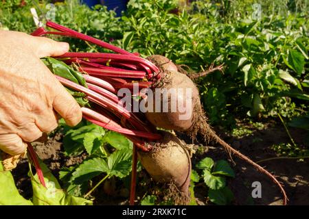 Rübenernte. Wachstumsbeete Beta vulgaris. Selektiver Fokus Stockfoto