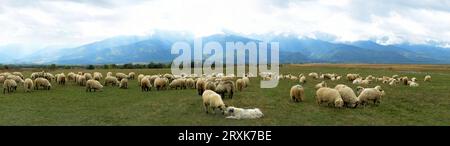 Schafherde auf Almweiden, Sambata de Sus, Kreis Brasov, Rumänien Stockfoto