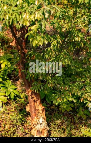 Natürliches Gartenbaumporträt von Acer griseum, Paperrindenahorn, in herrlicher Spätsommersonne Stockfoto