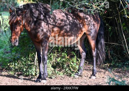 Der New Forest National Park, Hampshire, Wild Ponys, die frei in ihrem natürlichen Lebensraum herumstreifen, ein Pony, das vor der Sommersonne geschützt ist Stockfoto