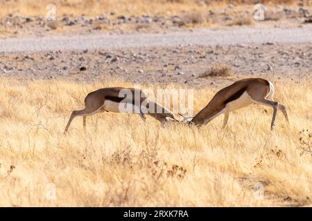 Teleaufnahme von zwei Impalas, Aepyceros melampus, die sich in einem Kopf-an-Kopf-Kampf befinden. Stockfoto