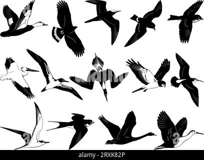 Fliegende Vögel Silhouetten. Schwarz-weiß-Schablonen-Vektorklipseln isoliert auf weiß. Stock Vektor