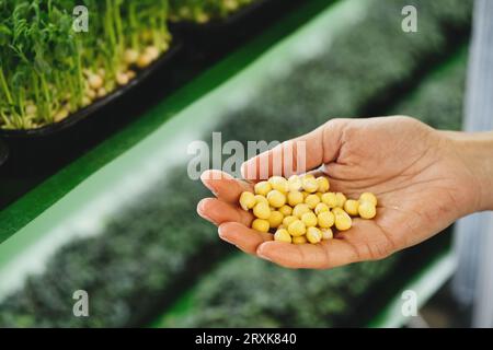 Wählen Sie Samen für die Pflanzung neuer Mikrogrüns auf der vertikalen Indoor-Farm. Der Prozess der Pflanzung von Samen in Mikrogrünungstabletten. Keimung der Samen Stockfoto