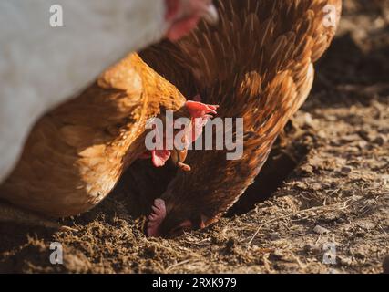 Hühner auf dem Bauernhof picken am Boden. Eines der Hühner hält einen Wurm im Schnabel. Bio-Bauernhof. Hennen. Stockfoto