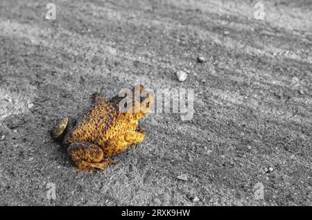 Feldfrosch. Kontrastaufnahme des Feldfrosches auf grauem Erdreich. Nahansicht. Stockfoto