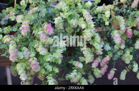 Runder, blättriger Oregano im Garten Stockfoto