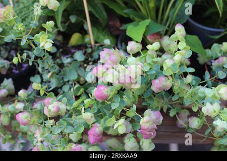 Runder, blättriger Oregano im Garten Stockfoto