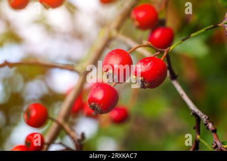 Herbstrotes Weißdornobst aus nächster Nähe. Verschwommener Himmelshintergrund. Bildschirmschoner für den Herbst Stockfoto