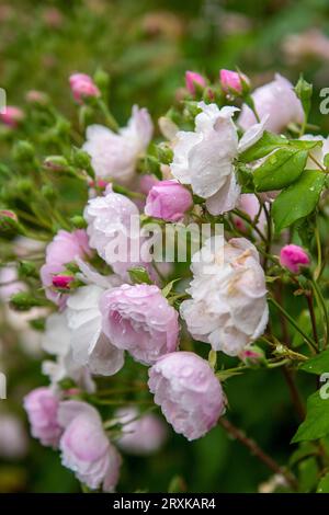 Wunderschöne rosa Rosen auf einem Rosenstrauch, bedeckt mit Morgentaupfropfen Stockfoto