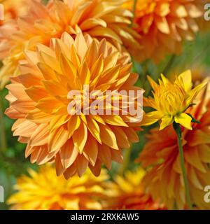 Dahlia blüht in Orange in Nahaufnahme Stockfoto