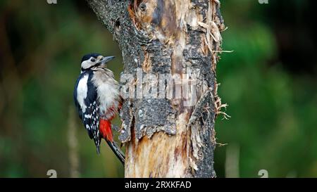 Buntspecht im Wald Stockfoto