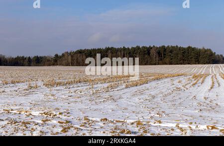 Trockene, scharfe Stoppeln aus der Maisernte, landwirtschaftliches Feld in der Wintersaison bei sonnigem Wetter Stockfoto