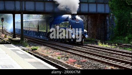 LNER Klasse A4 Pacific No 60007 Sir Nigel Gresley, der mit der Rückfahrt von Plymouth durch den Bahnhof Totnes fährt. Stockfoto