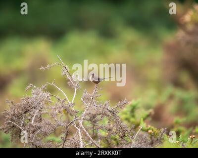 Dartford Warbler Stockfoto