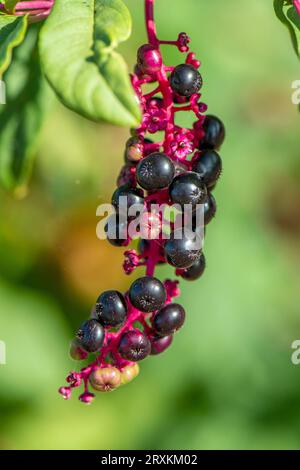 Amerikanische Pokeweek-Pokeberry-Pflanze in einem Garten in griechenland, Pokeweed-Pflanze, Gartenunkräuter auf zakynthos Stockfoto