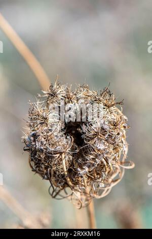 Königin annes Samenkopf oder Samenkopf in der Herbstsaison Stockfoto