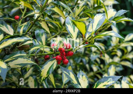 Ilex aquifolium Northern Lights, Holly Northern Lights, English holly, Variegated holly, Golden yellow Leaves, dunkelgrüne Ränder. Stockfoto