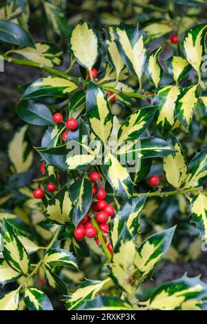 Ilex aquifolium Northern Lights, Holly Northern Lights, English holly, Variegated holly, Golden yellow Leaves, dunkelgrüne Ränder. Stockfoto