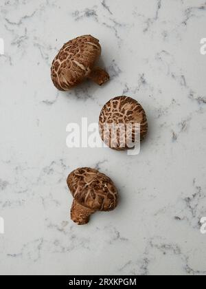 Pilze auf Marmor Stockfoto