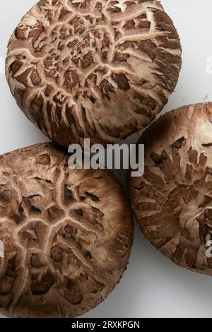 Nahaufnahme von drei Pilze Stockfoto