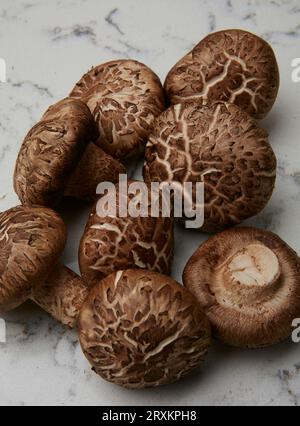 Pilze auf Marmor Stockfoto