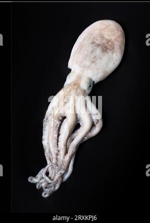 Rohen Tintenfisch auf schwarzem Hintergrund Stockfoto