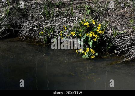 Blühende Sumpfmarigold am Bach im Frühjahr Stockfoto