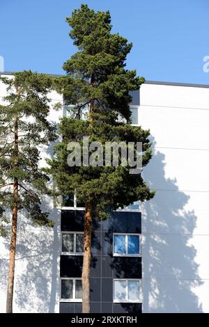 Zwei Kiefern neben einem Wohnhaus Stockfoto