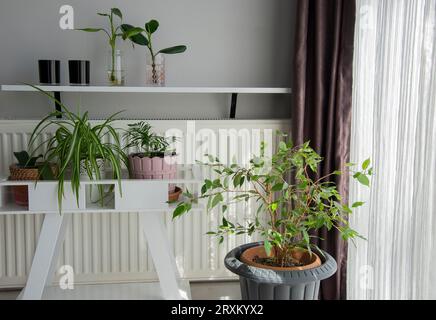 Schön aussehende Pflanzen im Haus. Ecke des Zimmers mit Couch und Zimmerpflanzen in der Nähe des Fensters. Innenausstattung Stockfoto