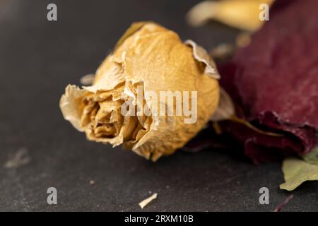 Eine alte trockene Rose mit Krümeln von trockenen Blütenblättern, eine alte getrocknete Rose mit vielen zerbrochenen Knospenblüten Stockfoto