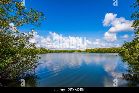 Paurotis Pond im Everglades National Park, Florida, USA Stockfoto